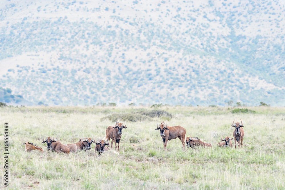 Herd of black wildebeest