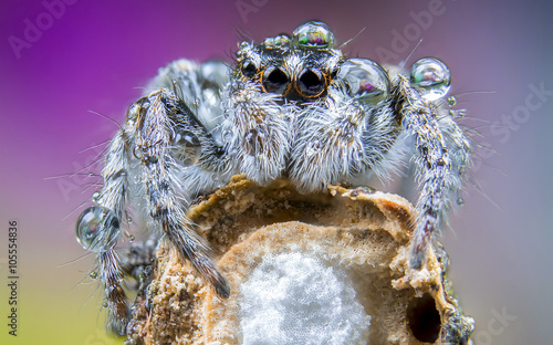 Salticus scenicus jumping spider macro photo