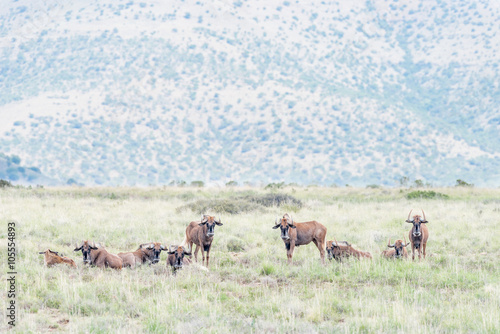 Herd of black wildebeest © dpreezg