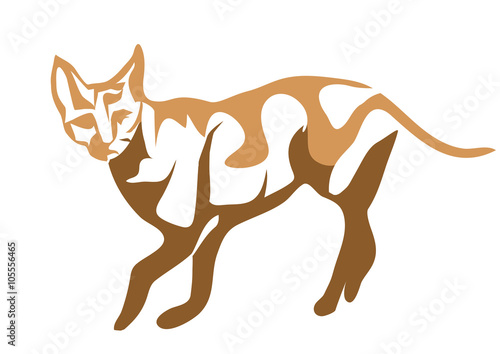 ceylon cat