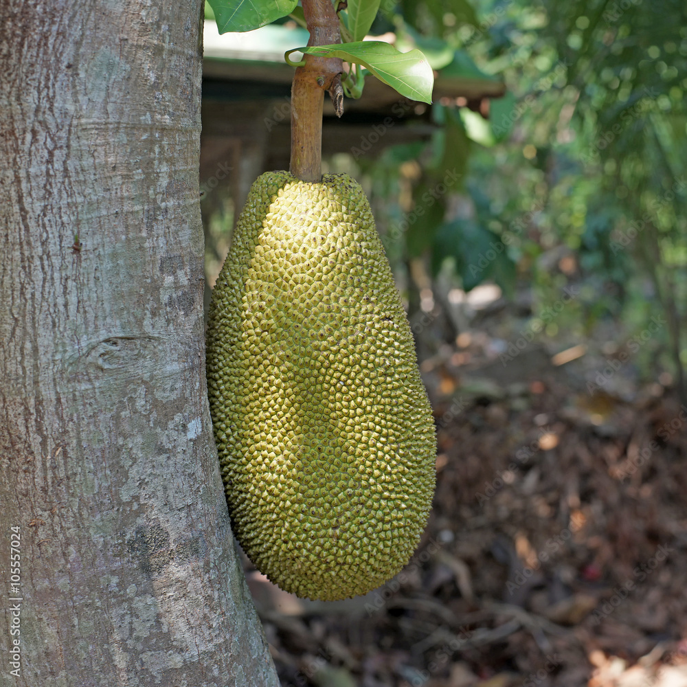 young jackfruit on jackfruit tree young jackfruit on jackfruit tree