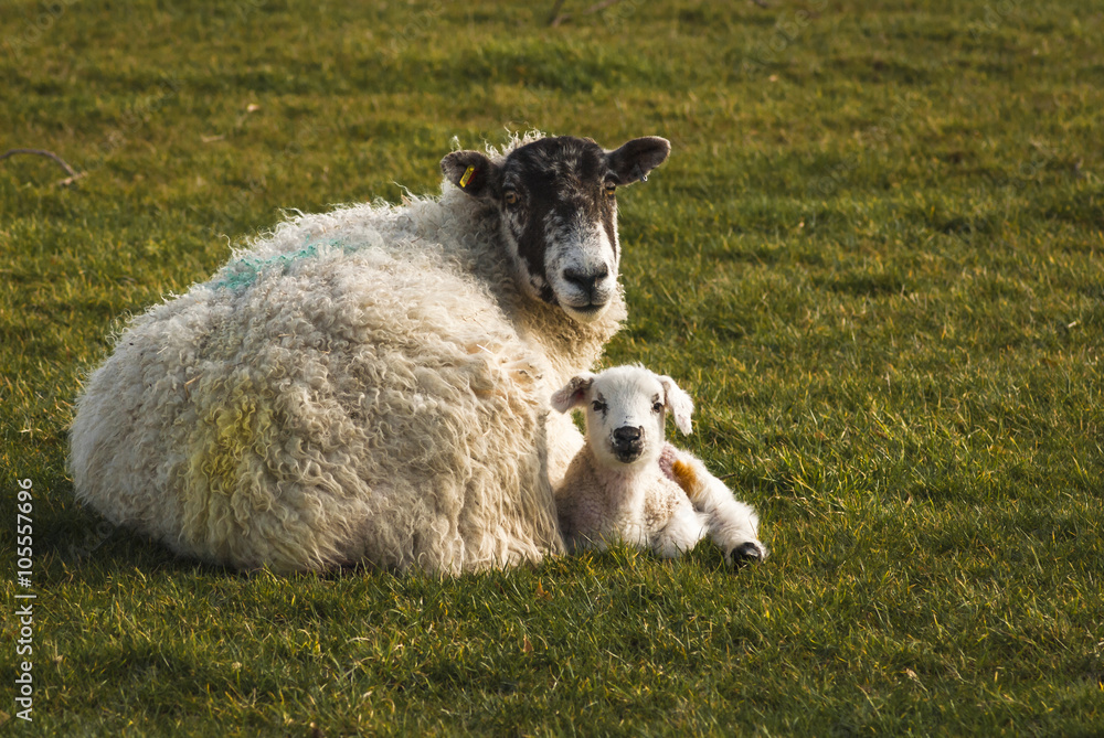Obraz premium England. Yorkshire. March 2008. Swaledale Ewe and lamb