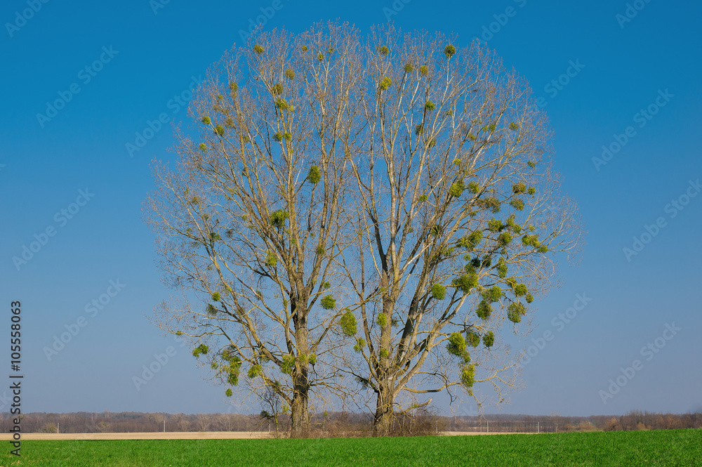 Two trees in the meadow