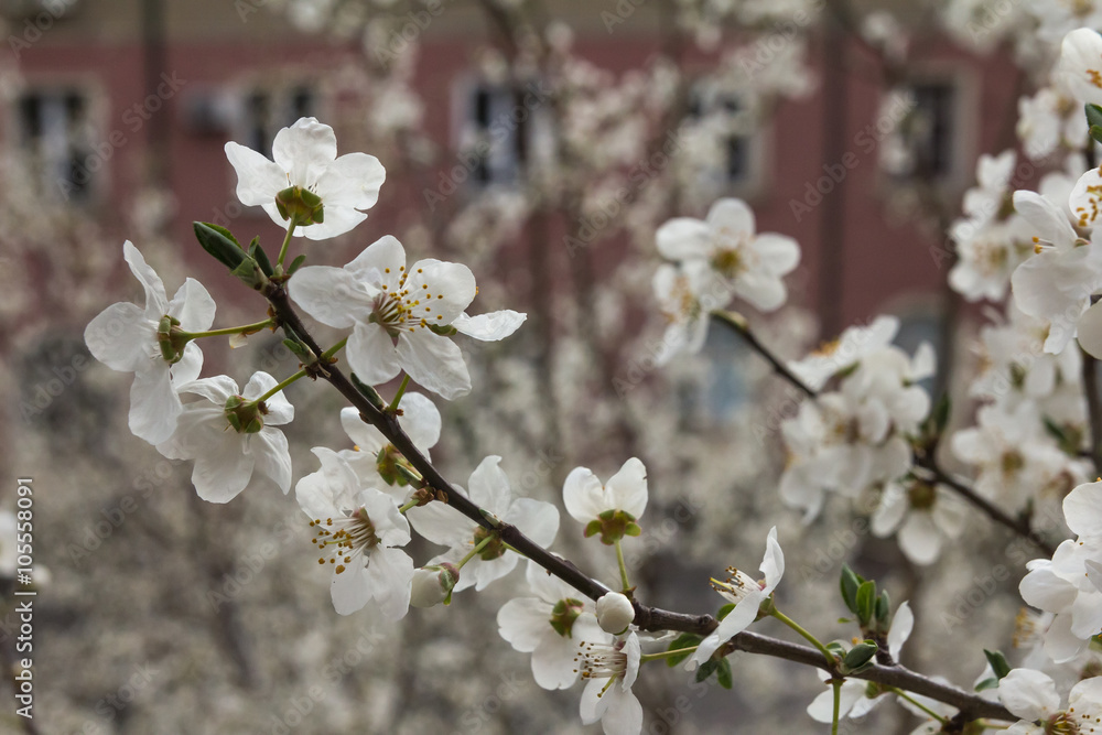 Blooming tree Blooming tree