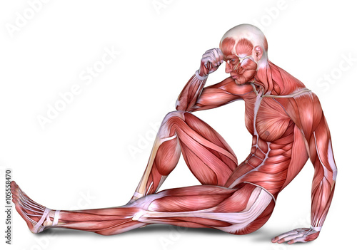 3d male body anatomy