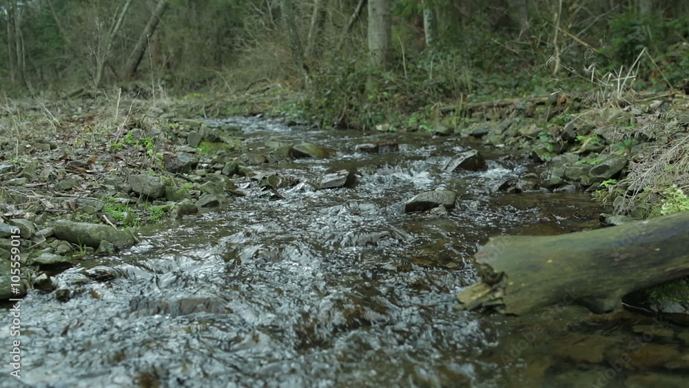 the Mountain River in a Lush Coniferous Forest the Mountain River in a Lush Coniferous Forest