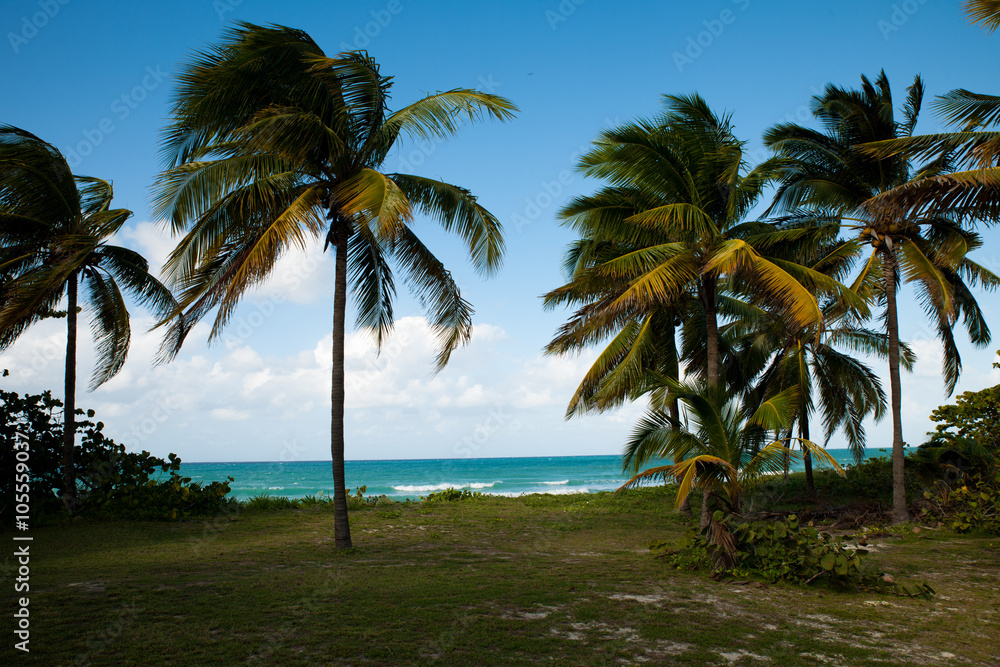 Palm trees with Caribbean turquoise sea on beach in Varadero on