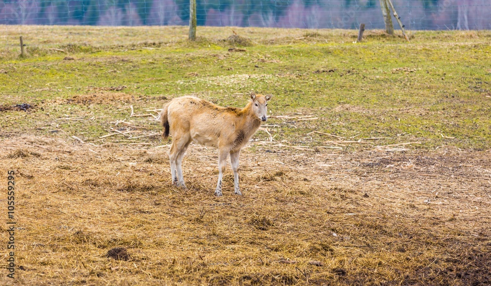Obraz premium David's Deer in animal park.