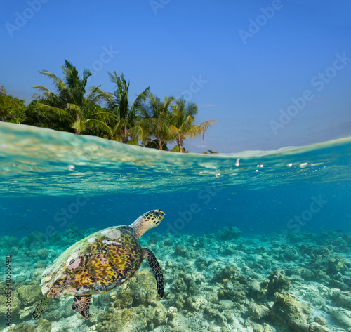 Underwater coral reef with tropical island
