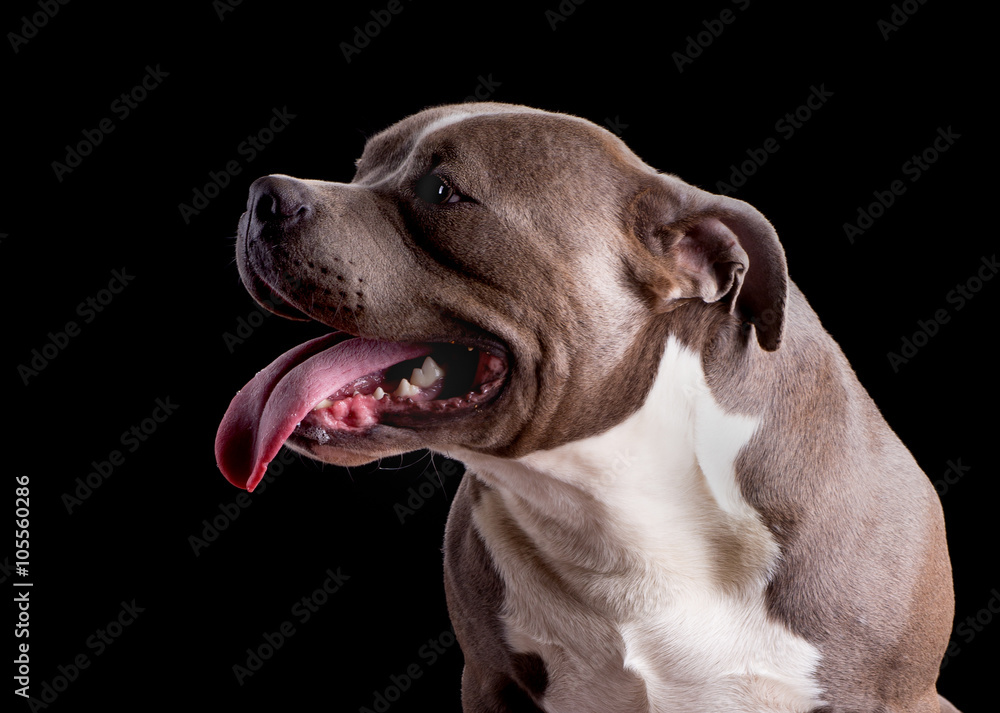 Portrait of an American Bully Dog on a Black Background