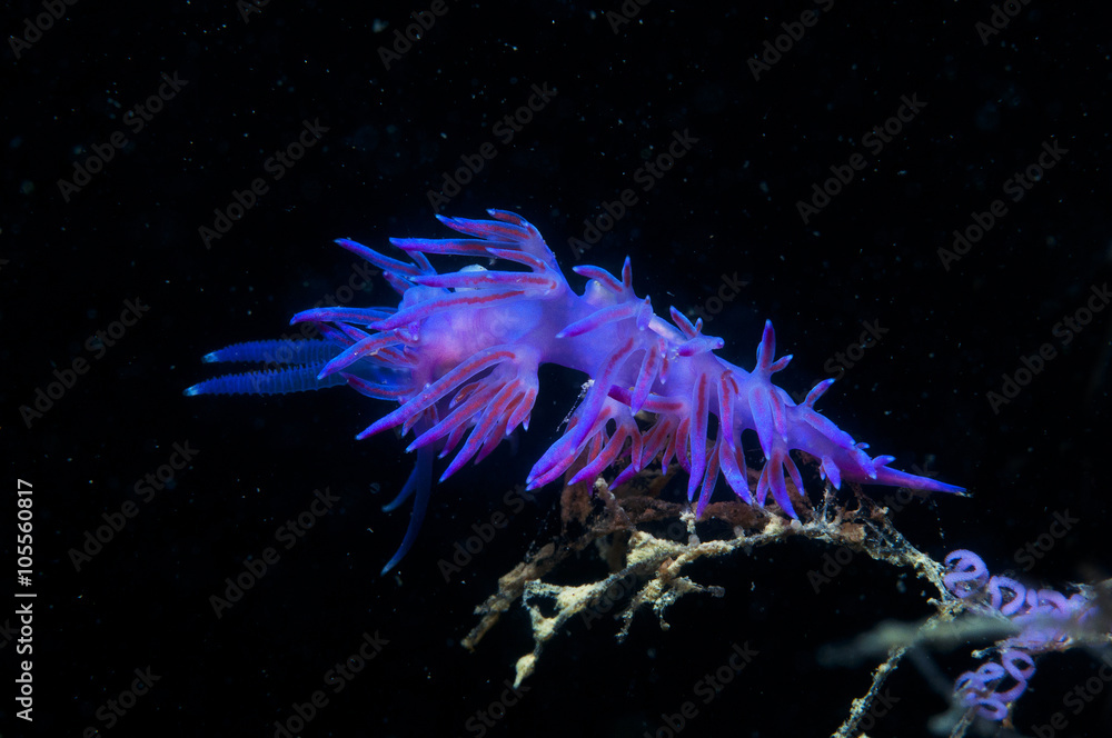 purple invertebrate