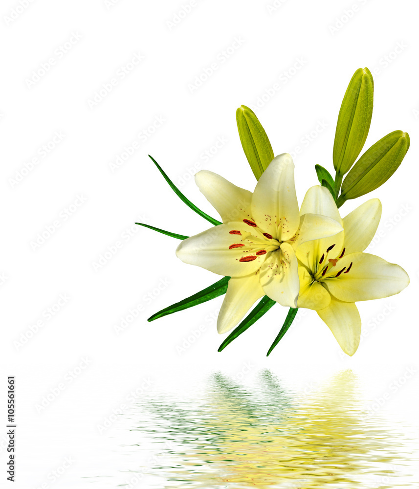 lily flowers isolated on white background lily flowers isolated on white background