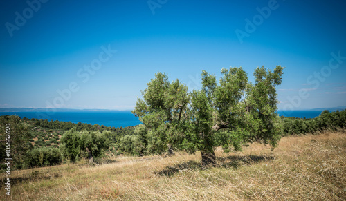 Olive trees in morning sunny winter 