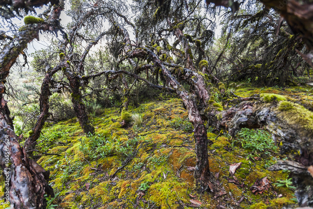 Polylepis Trees Polylepis Trees