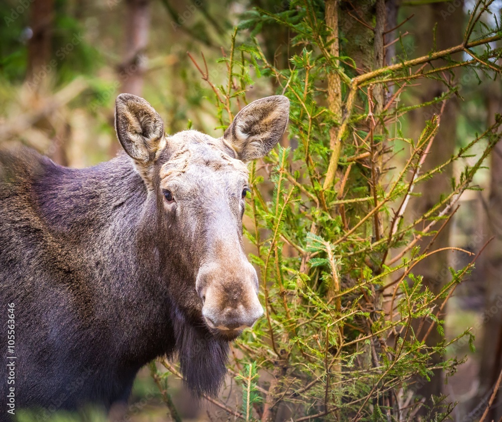 Moose portrait photographed in forest Moose portrait photographed in forest