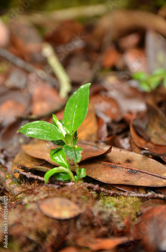 green wet small buds on the ground surrounded by dead leaves. image taken at mossy forest cameron highland , malaysia