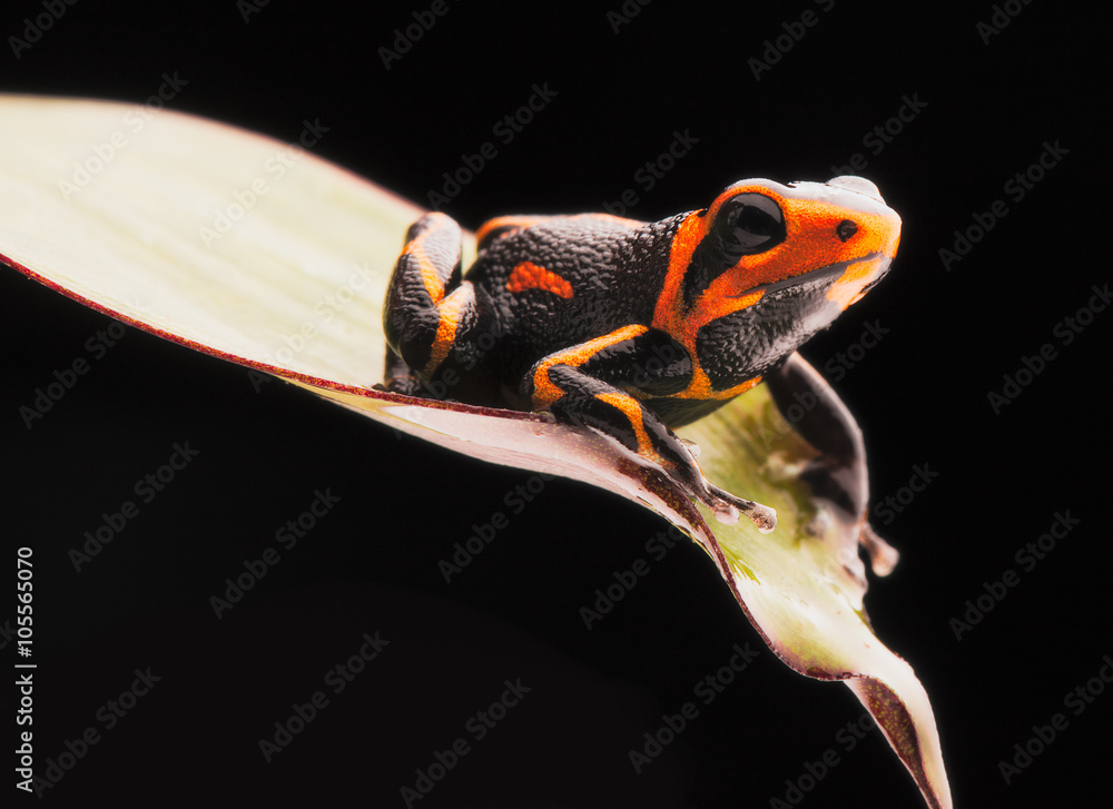 Fototapeta premium poison dart frog Ranitomeya imitator