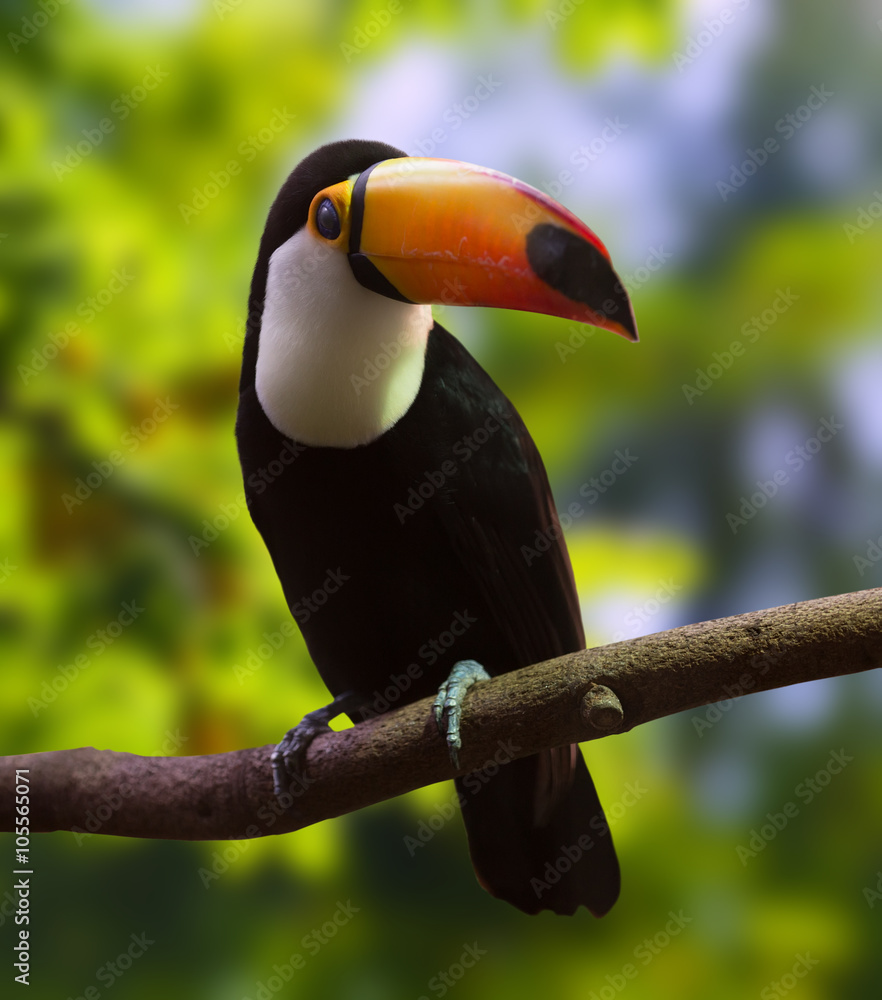Fototapeta premium Portrait of Toco Toucan