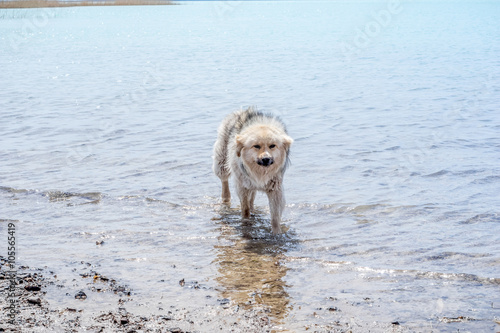 Homeless non-pedigree dog staying in water © 279photo