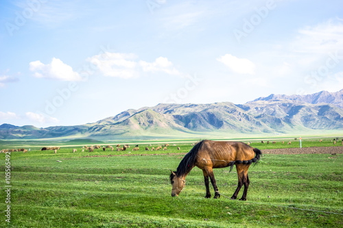 Horse feeding on a green meadow