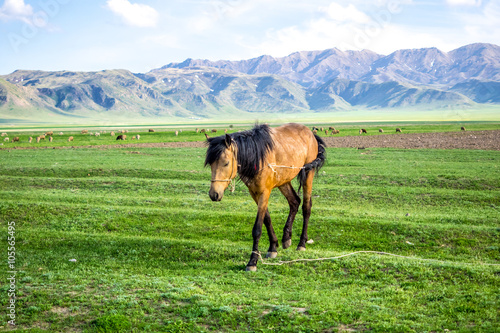 Mountain view with horse on green grass © 279photo
