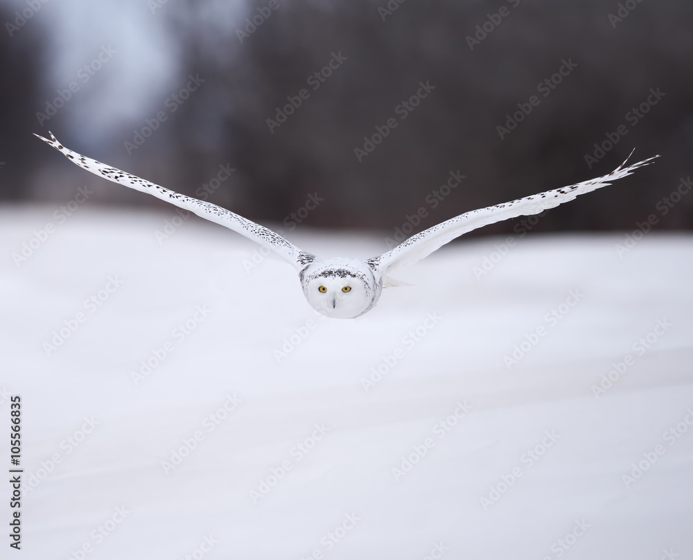 Fototapeta premium Snowy Owl in Flight Over Snow Field 