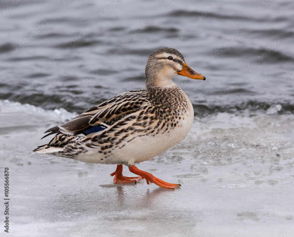 Female Mallard with light plumage standing on ice in winter Female Mallard with light plumage standing on ice in winter