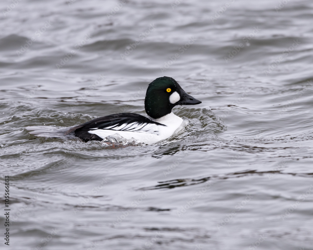 Male Common Goldeneye Swimming in Winter Male Common Goldeneye Swimming in Winter