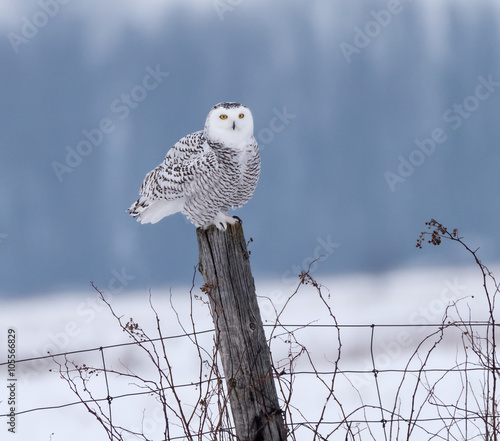 Snowy Owl Perched on Post
