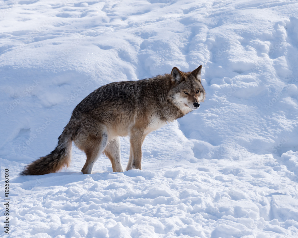 Coyote standing on snow in winter Coyote standing on snow in winter