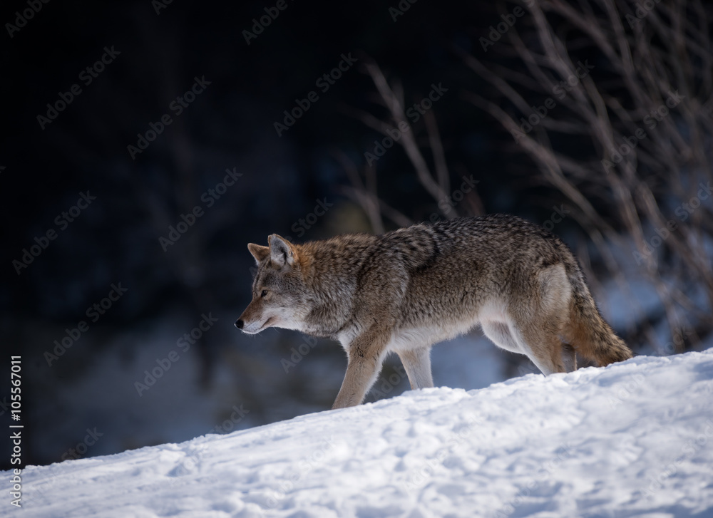 Fototapeta premium Coyote standing on snow in winter, Portrait
