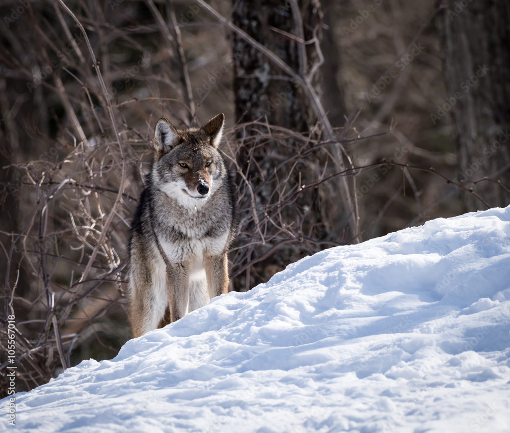 Grey or Gray Wolf Grey or Gray Wolf