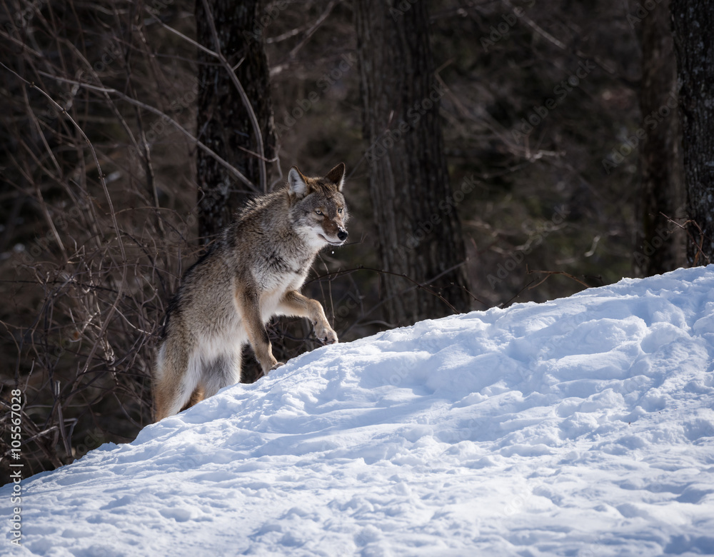 Obraz premium Grey or Gray Wolf