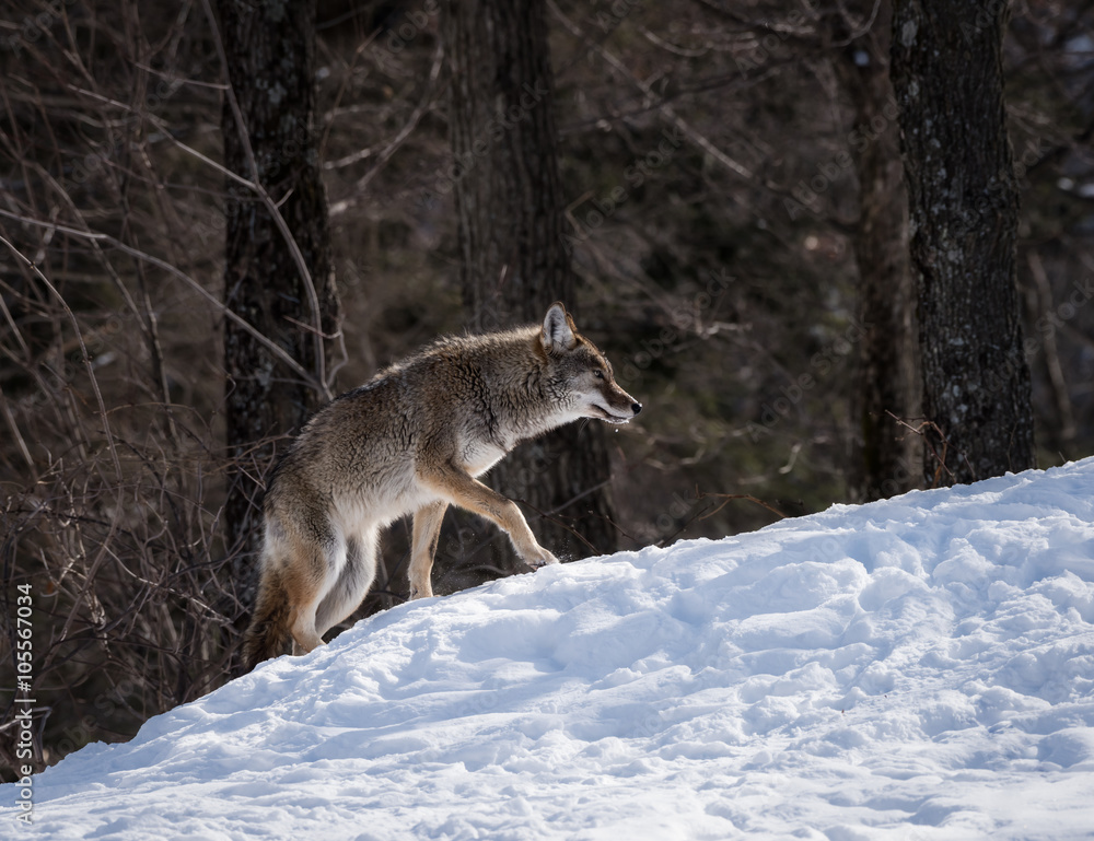 Obraz premium Grey or Gray Wolf