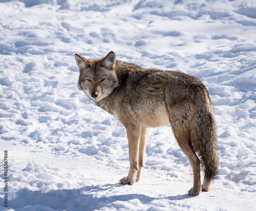 Coyote standing on snow in winter, Portrait Coyote standing on snow in winter, Portrait