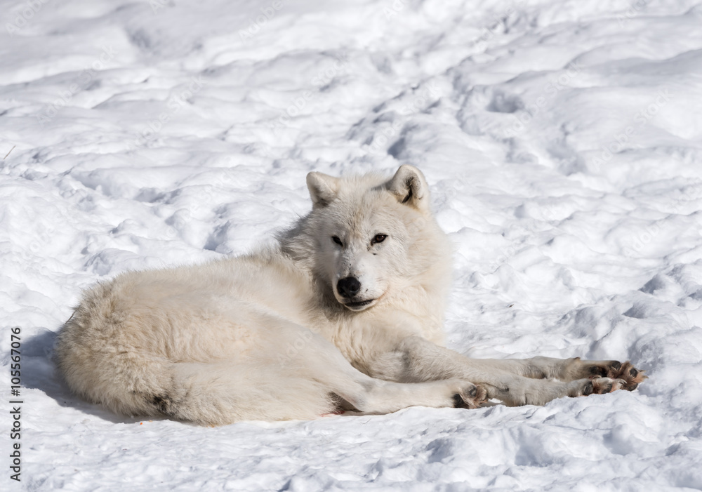 Obraz premium Arctic Wolf in Winter