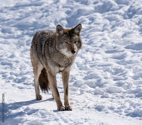  Grey or Gray Wolf in Winter © FotoRequest