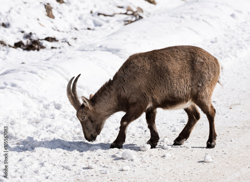 Alpine Ibex in Winter © FotoRequest