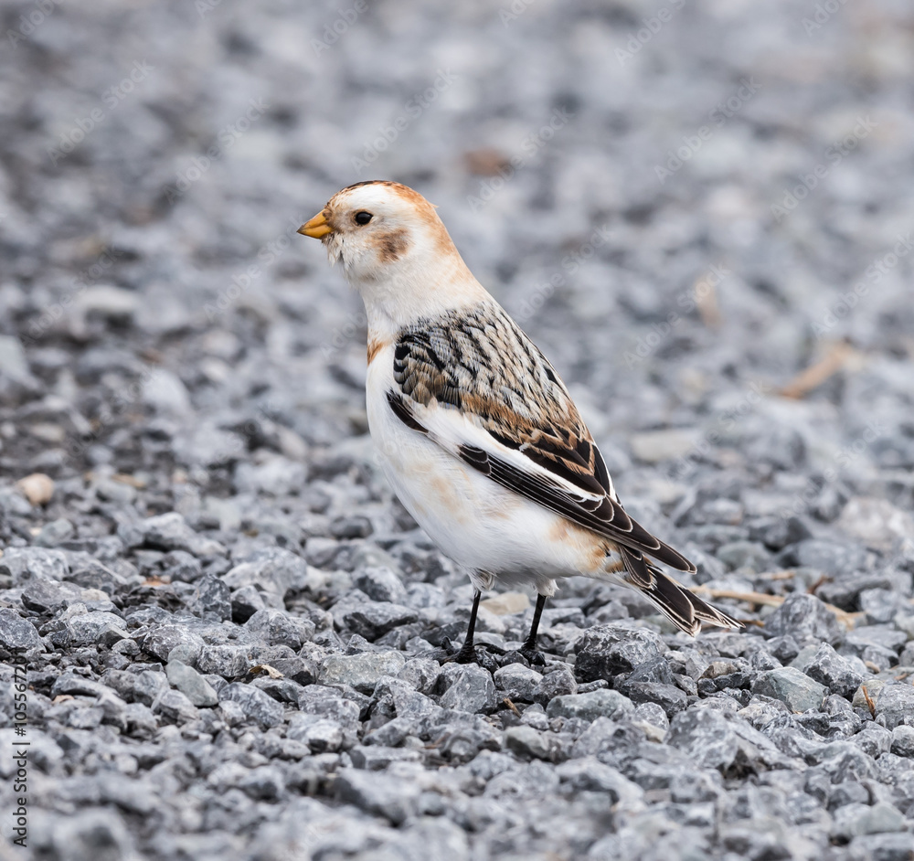 Snow Bunting in Winter Snow Bunting in Winter