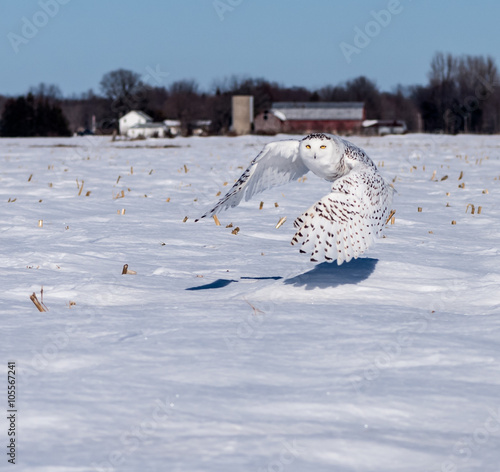 Snowy Owl in Flight Over Field