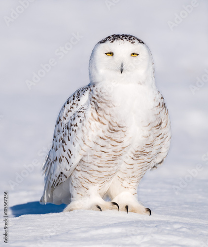 Snowy Owl Flying over Field © FotoRequest