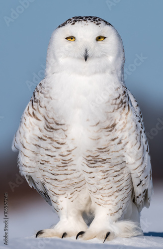 Snowy Owl © FotoRequest