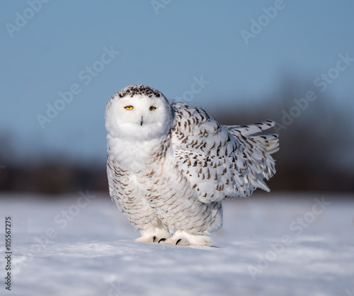 Snowy Owl Flying over Field