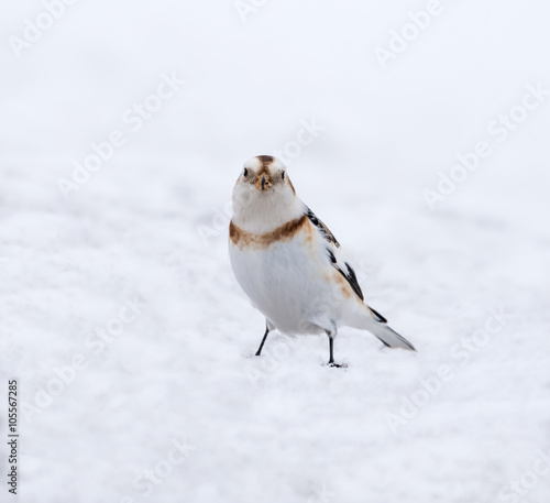 Snow Bunting in Winter