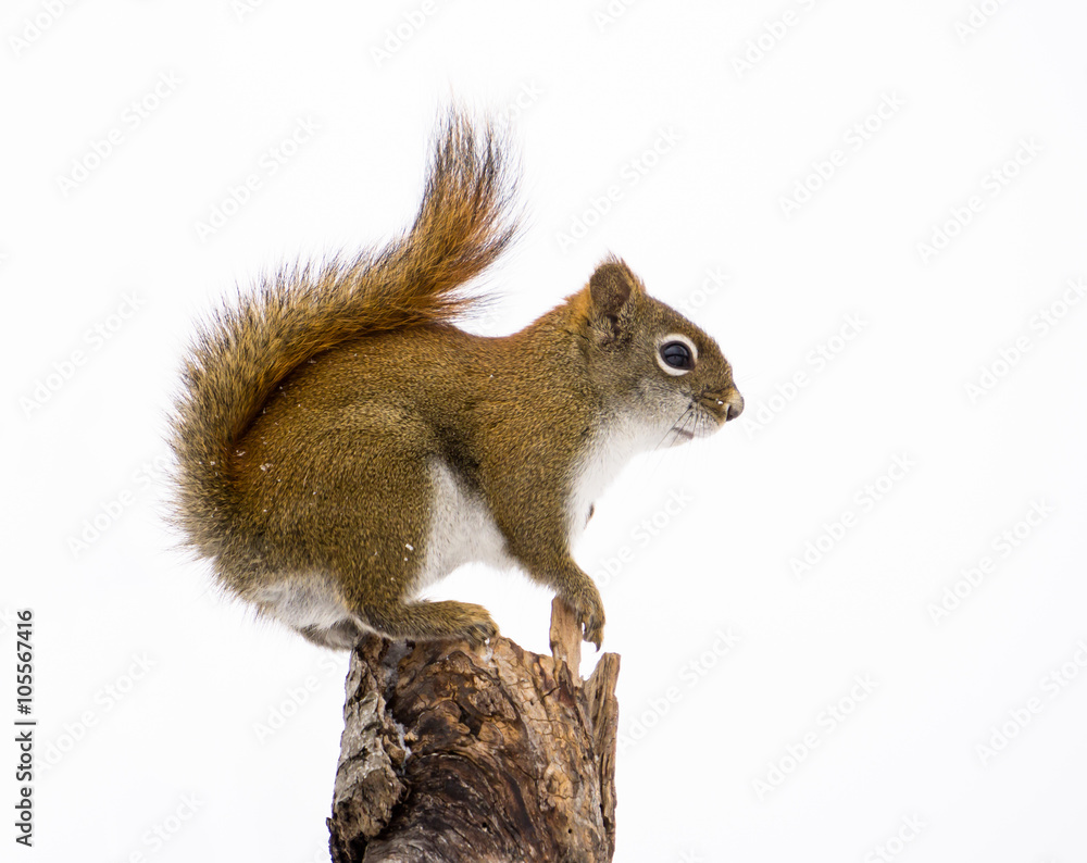 Obraz premium American Red Squirrel on White Background, Isolated