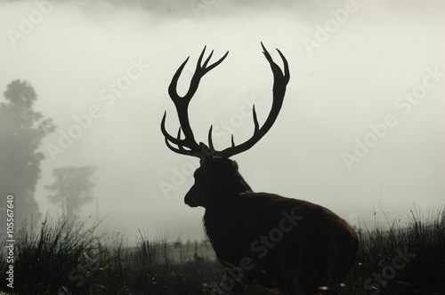 lord of the mist © Lakeview Images
