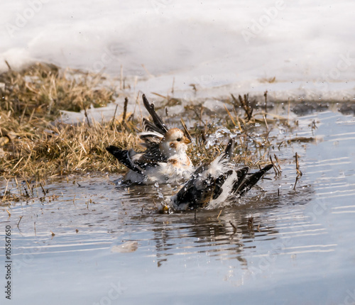 Snow Buntings Bathing in a Puddle from a Melting Snow
