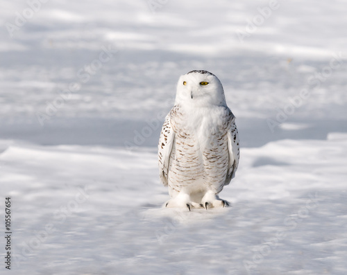 Snowy Owl Portrait  © FotoRequest