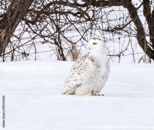 Snowy Owl Resting on Snow © FotoRequest