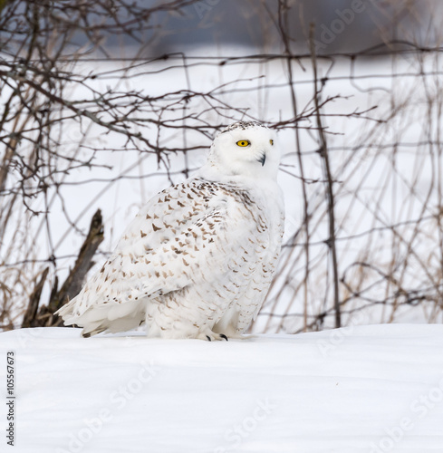 Snowy Owl Portrait 